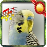 Logo of Budgie sounds Chirping android Application 